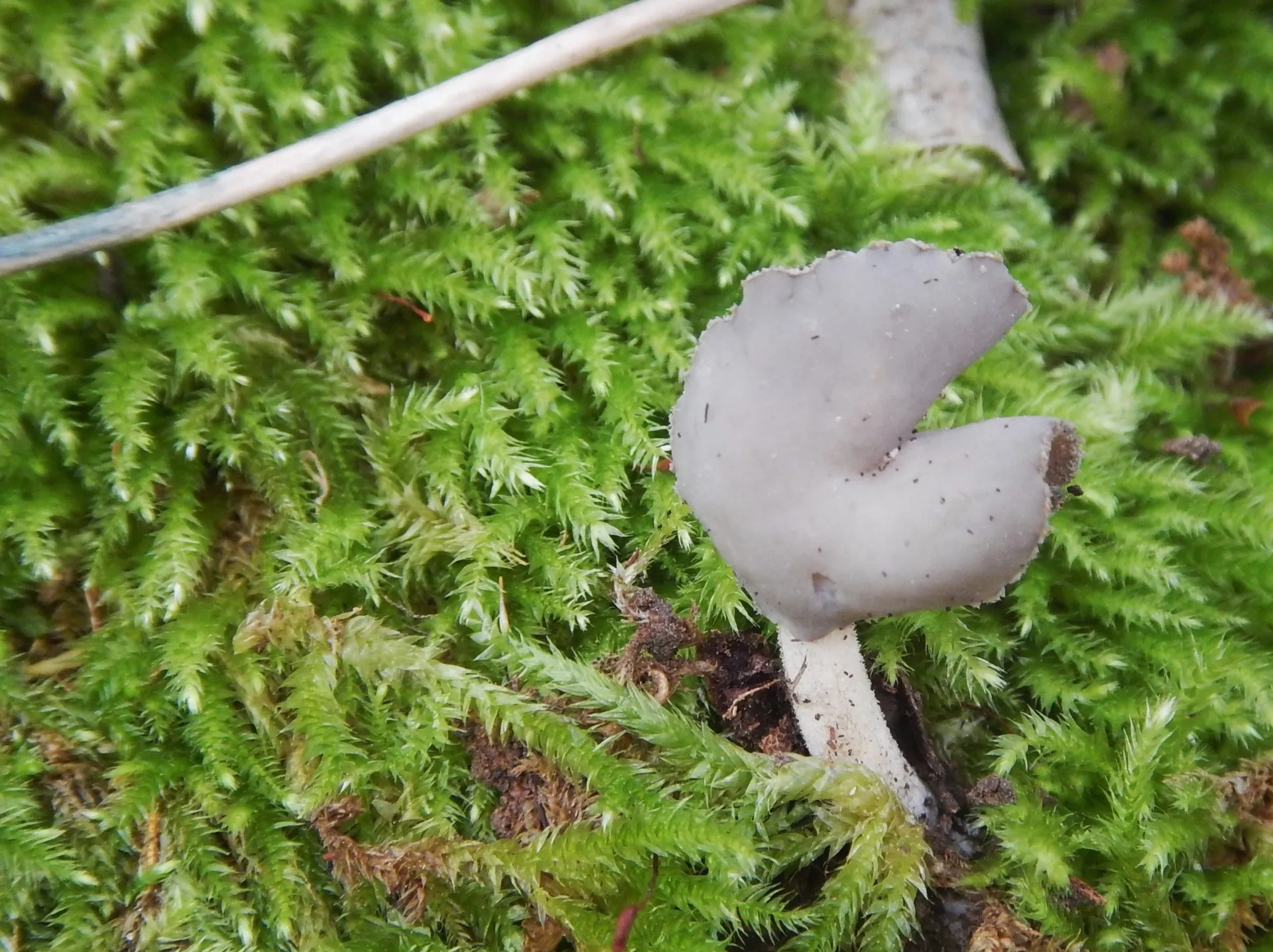 Helvella sublicia, 24-06-07